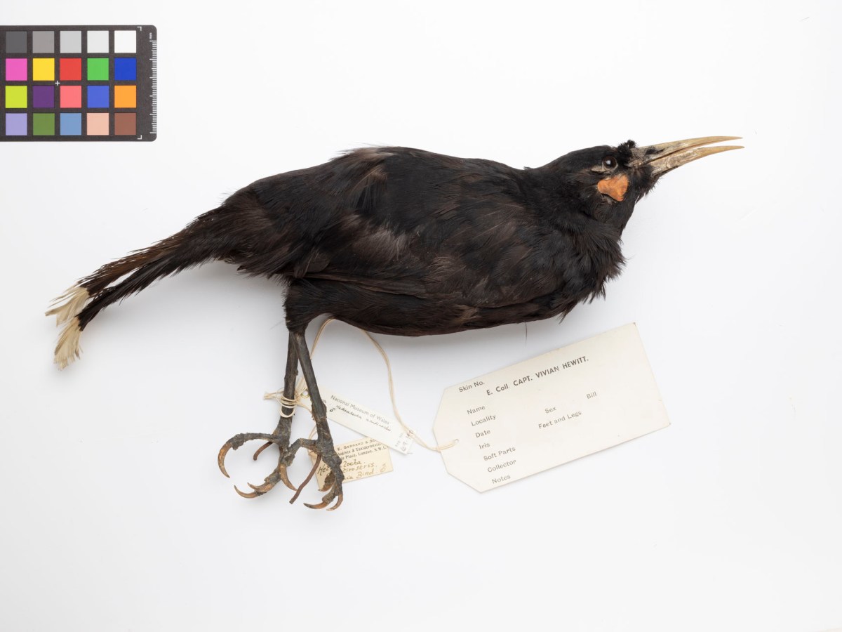 Huia and Great Auk: Sanctity and&nbsp;Greed